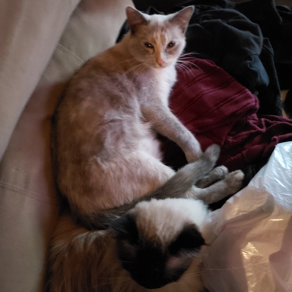 Meet your Posher, Bobbi - Picture 6 of 6